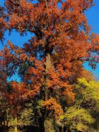 上饒三日賞秋攻略說好這篇就夠了！