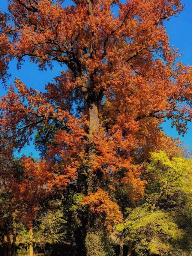 上饒三日賞秋攻略說好這篇就夠了！