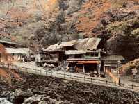 箕面公園|紅葉|箕面の滝