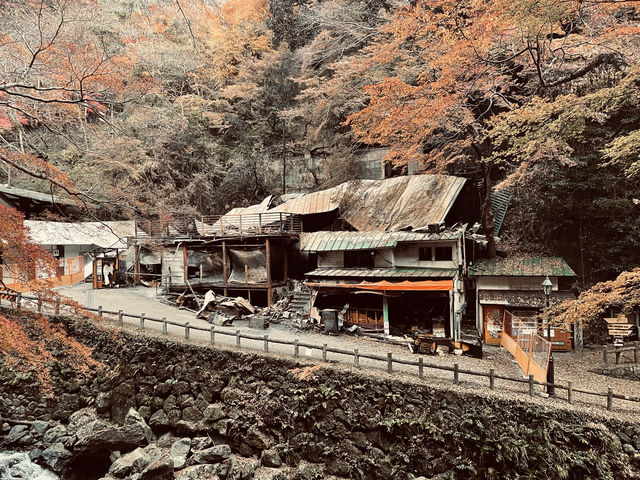 箕面公園|紅葉|箕面の滝 箕面公園|紅葉|箕面の滝