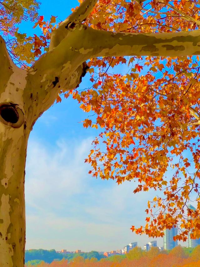 梧桐金雨絕絕子！世紀公園秋日限定攻略