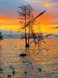 12.3！大理洱海的含金量還在上升！