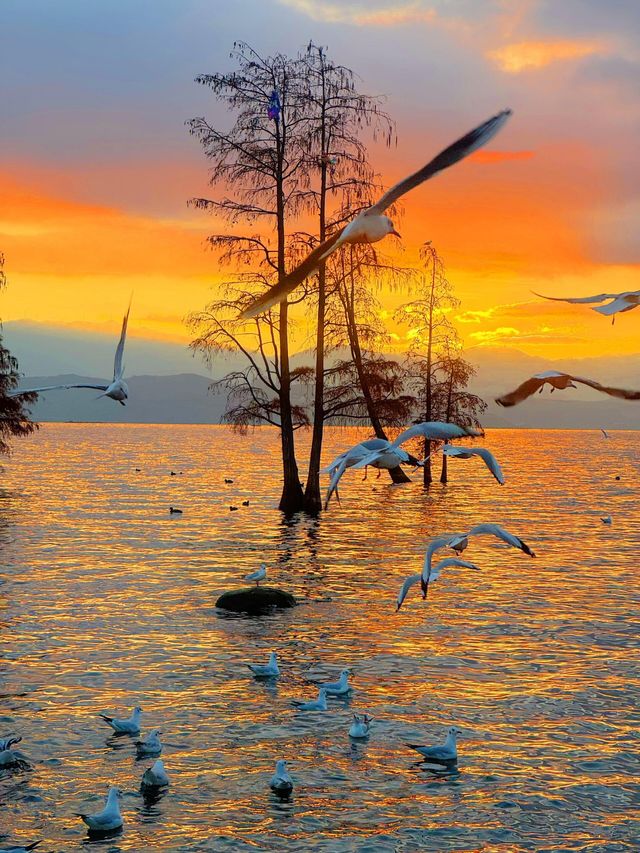 12.3！大理洱海的含金量還在上升！