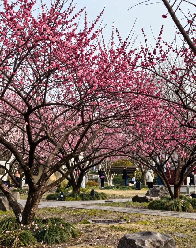 魔都版莫奈花園打卡|四季皆美,打卡不踩雷 魔都版莫奈花園打卡|四季皆美,打卡不踩雷
