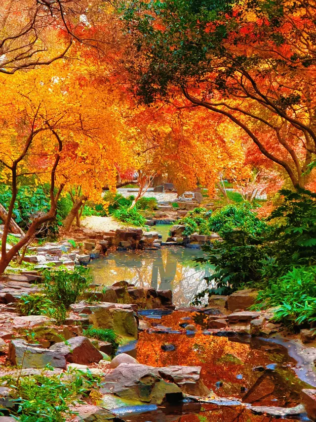 The ginkgo forest in Shanghai has become legendary—hurry and check it out this weekend!