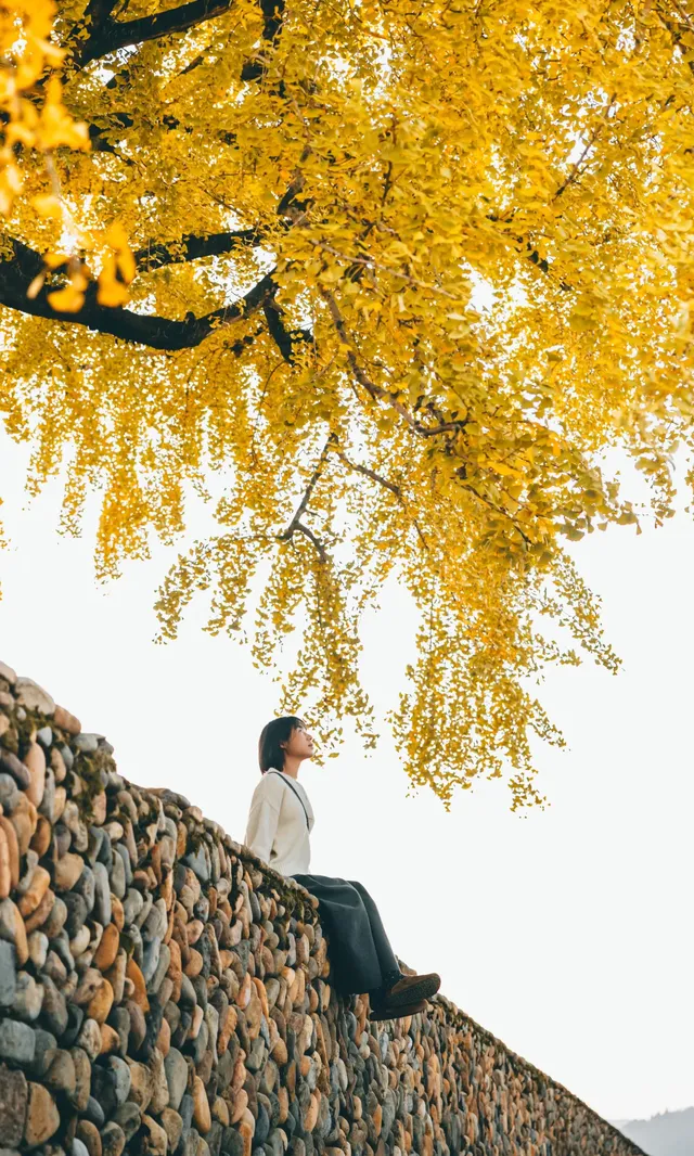 溫州這棵400年的銀杏王已經黃了，趁沒人快衝!!