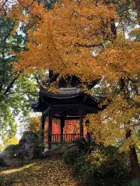 在成都隱藏的江南園林!感受一場盛大的秋天