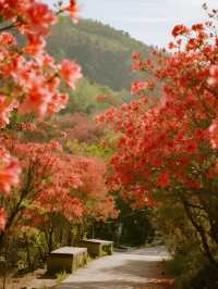 莫干山賞楓12月帶娃解鎖500年楓樹下的浪漫