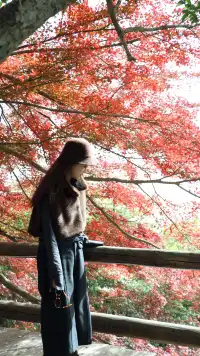 實況莫干山上的紅楓葉，美得走不動路