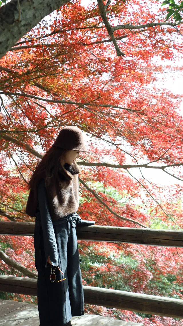 實況莫干山上的紅楓葉，美得走不動路