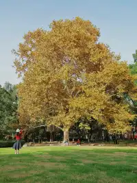 11.27這裡的絕美百年銀杏與梧桐沒人拍，快衝