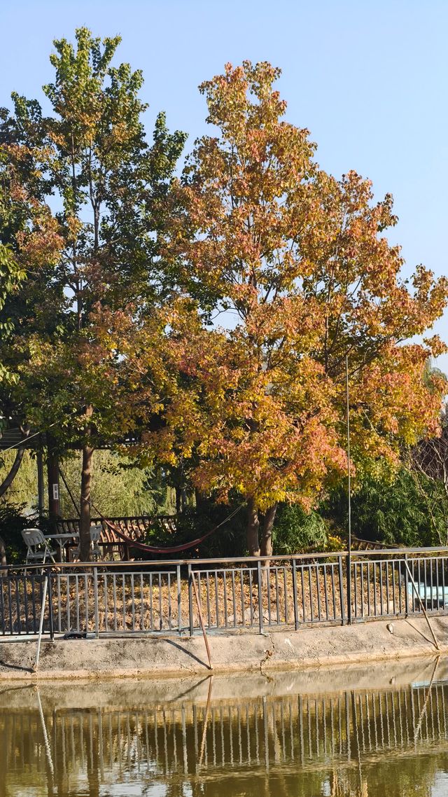 邛海最美秋色打卡點 邛海最美秋色打卡點