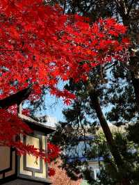 上海超冷門的絕美賞秋公園,免費開放卻鮮為人知!