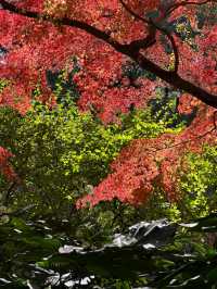 上海超冷門的絕美賞秋公園,免費開放卻鮮為人知!