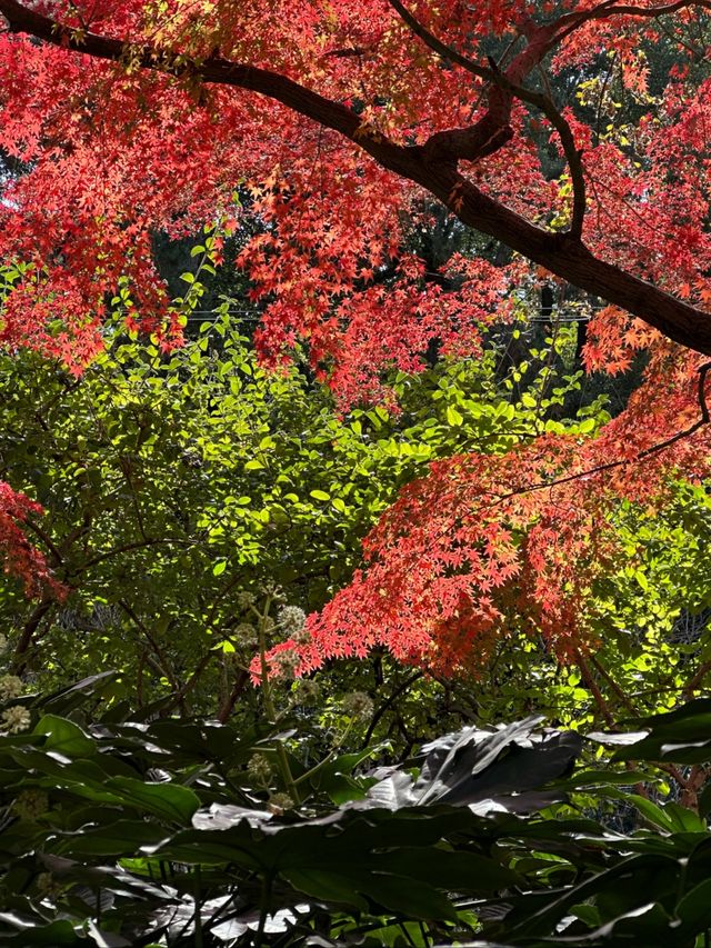 上海超冷門的絕美賞秋公園,免費開放卻鮮為人知! 上海超冷門的絕美賞秋公園,免費開放卻鮮為人知!