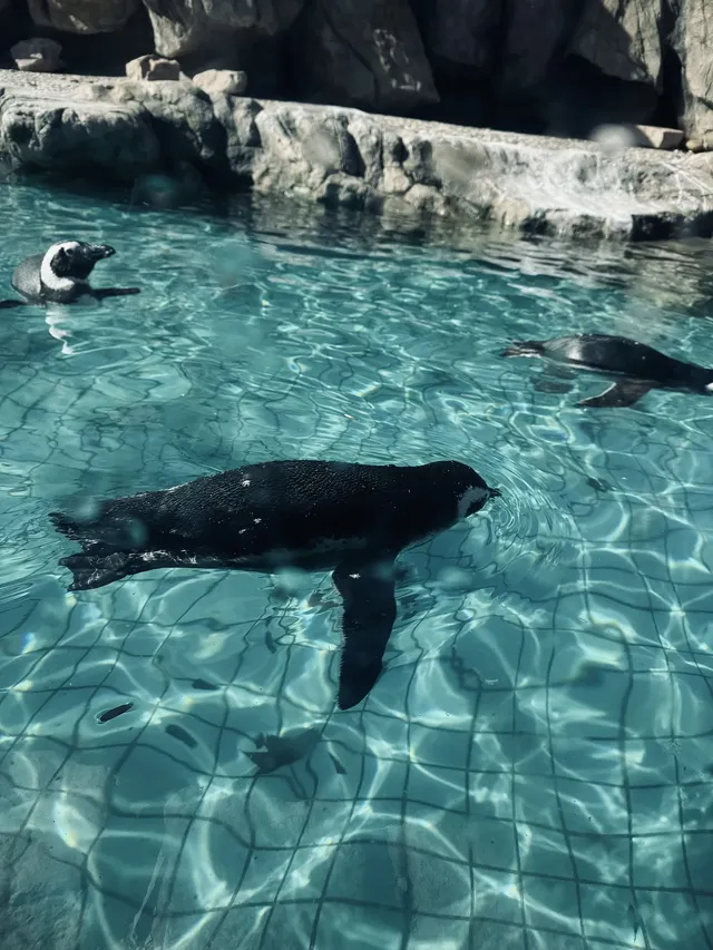 上海野生動物園最全帶娃攻略 上海野生動物園最全帶娃攻略