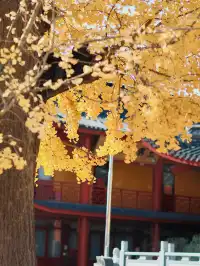 都給我衝，上海賞秋怎能少了這顆千年古銀杏