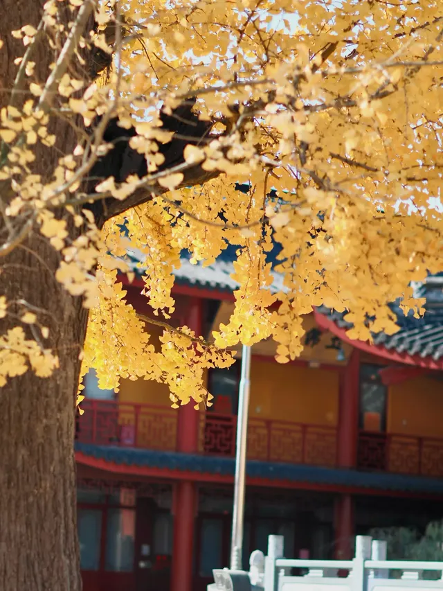 都給我衝，上海賞秋怎能少了這顆千年古銀杏