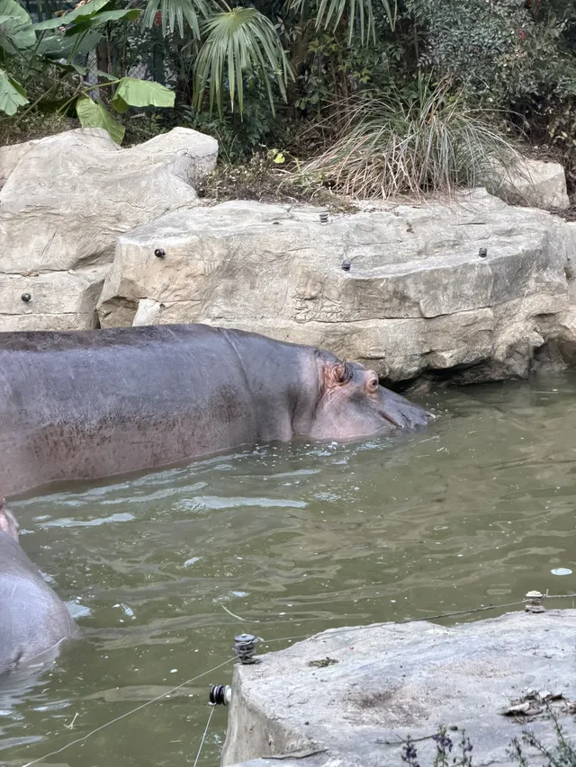 上海野生動物園衝了