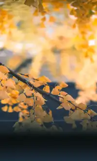 11.30實拍，局門路的銀杏都黃啦！