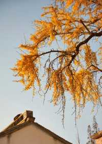 蘇州太平老街|邂逅千年銀杏的古寺禪意