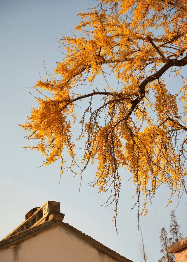蘇州太平老街|邂逅千年銀杏的古寺禪意 蘇州太平老街|邂逅千年銀杏的古寺禪意