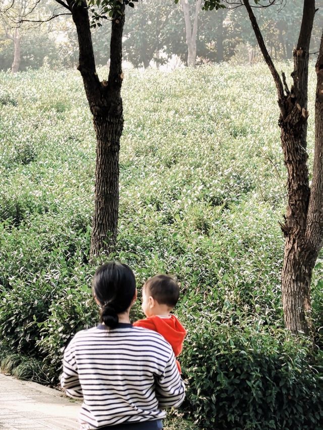 從無錫出發，一個半小時就能抵達的親子度假酒店！長興芳草地度假酒店簡直是帶娃放電的完美選擇，我們家崽崽