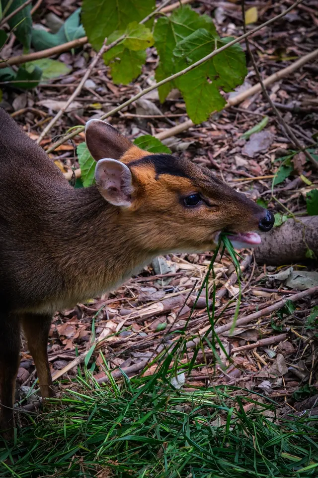 上海動物園‖動物攝影師的天堂 上海動物園‖動物攝影師的天堂