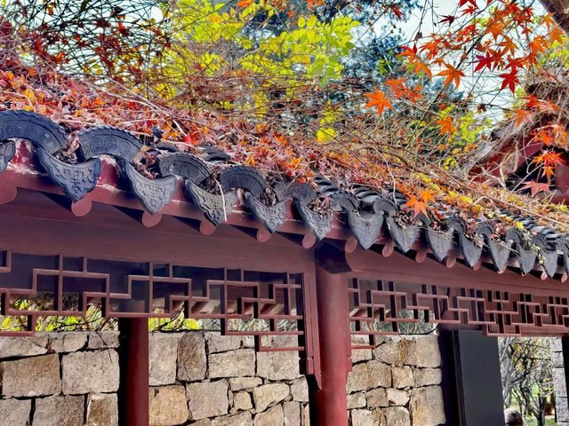 蘇州採楓絕佳打卡地|秋日氛圍感拉滿 蘇州採楓絕佳打卡地|秋日氛圍感拉滿