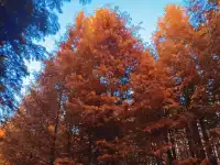 金山寺旁的「童話水杉林」，小朋友玩到不想走