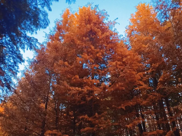 金山寺旁的「童話水杉林」，小朋友玩到不想走