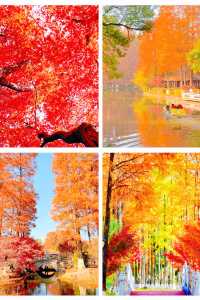 武漢秋天美炸了元旦跨年瘋玩攻略,錯過等一年