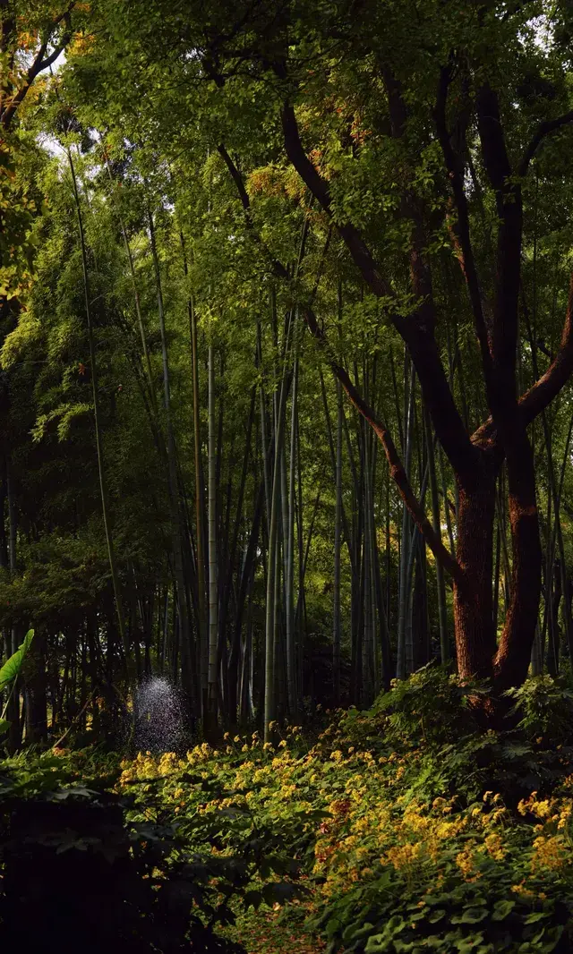 上海市中心兩小時賞秋路線