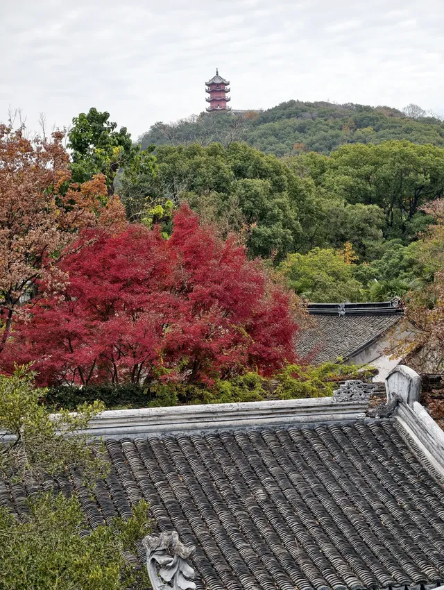 打翻調色盤,最後一次這個視角做寄暢園封面 打翻調色盤,最後一次這個視角做寄暢園封面