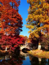 12.2live｜現實版莫奈油畫藏在武漢青山公園