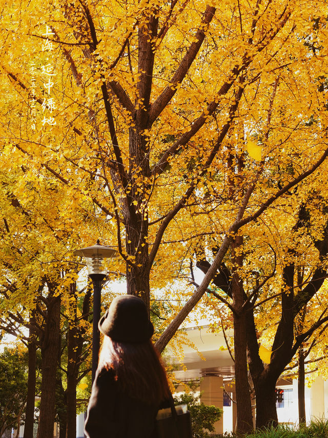 魔都冬日限定延中廣場公園的秘密花園超好拍! 魔都冬日限定延中廣場公園的秘密花園超好拍!