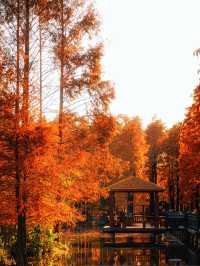 上海版“阿勒泰”|水杉林美到窒息