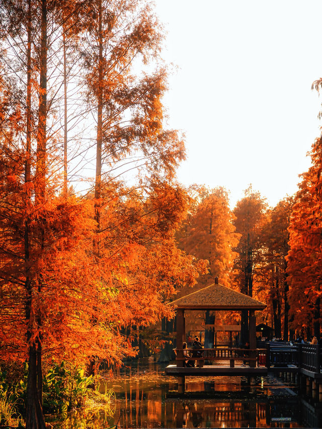 上海版“阿勒泰”|水杉林美到窒息 上海版“阿勒泰”|水杉林美到窒息