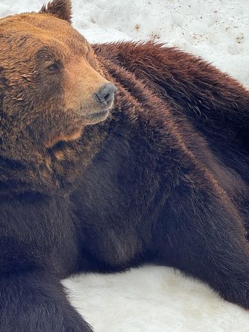 春節超適合去日本了不去後悔