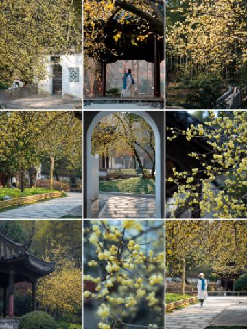 Цветущие зимние растения в храме Синфу в Чаншу находятся в полном расцвете, создавая прекрасный контраст с древней архитектурой и привлекая постоянный поток посетителей.