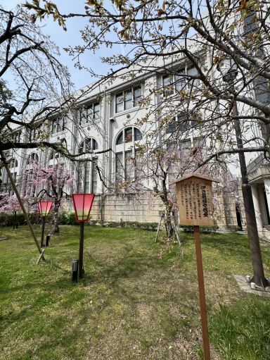 一年にたった7日間！大阪造幣局の桜の通り抜け。 | Trip.com 大阪