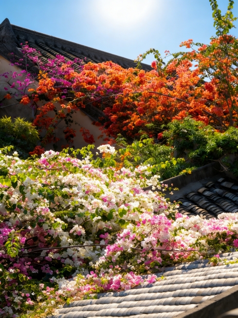 ブーゲンビリア 深圳の皆さん、急いで！このブーゲンビリアの花海は息をのむ美しさです