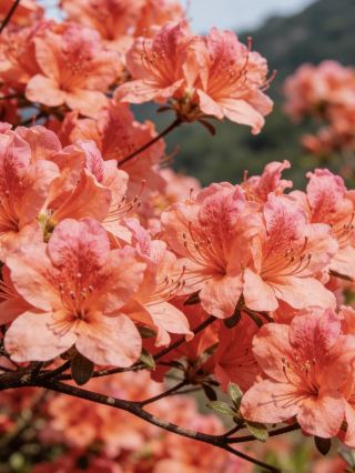 Spring Exclusive Flower Viewing Must-Visit