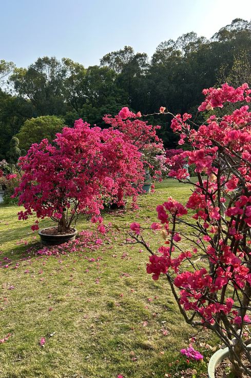 花が咲き誇り、多彩な姿を見せる春の花舞う深圳の絶景 | Trip.com 深セン