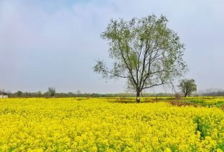 Luoyang's rapeseed flower sea is in full bloom, with a dazzling golden spring scene that stands out