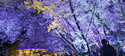 落ちた桜の雲が鼋渚を覆う｜鼋頭渚の桜観賞完全ガイド | Trip.com 無錫