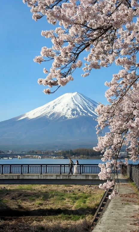 4月9日ライブ 富士山河口湖の桜が満開に〜撮影スポット付き | Trip.com