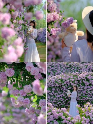 Spring Exclusive Blue-Purple Romance