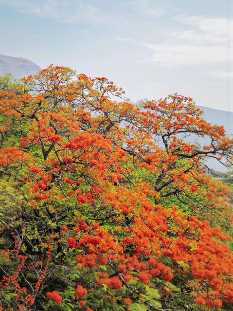 Must-Visit for May Day! Panzhihua's Phoenix Flowers Turn the City