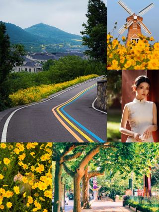 ทะเลดอกเบญจมาศสีทองอร่ามในไท่หาน | ดินแดนมหัศจรรย์แห่งการเยียวยาจิตใจริมลำธารวัดไท่